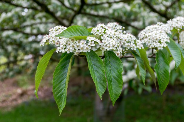 Sorbus Megalocarpa