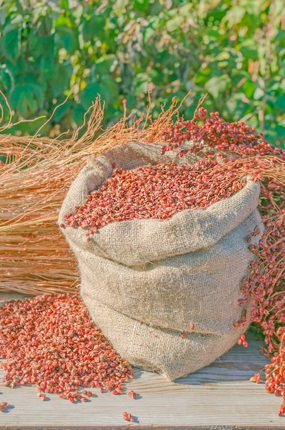 Sorghum bicolor subsp drummondii