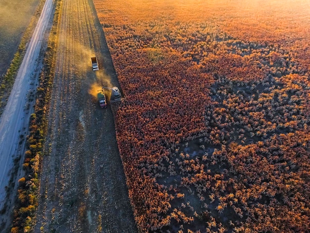 Sorghum harvest in La Pampa Argentina