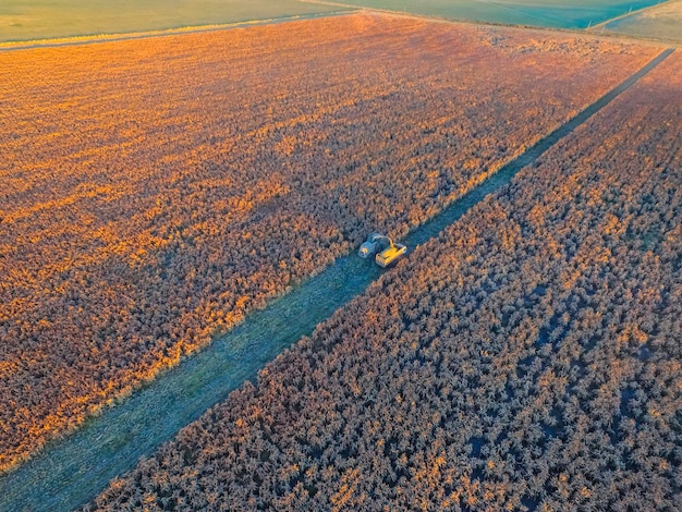 La Pampa Argentina의 수수 수확