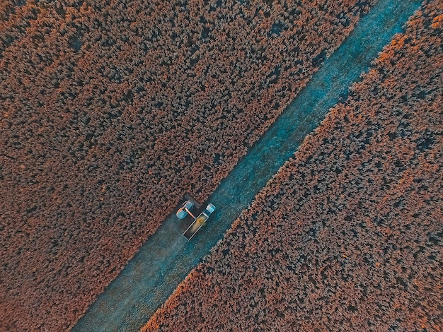 Sorghum harvest in La Pampa Argentina