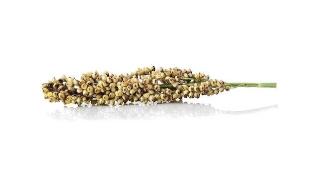 Sorghum isolated