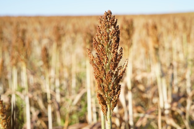 Sorghum plantation crop field grains farm