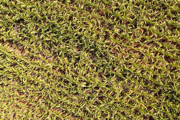 Sorghum plantation seen from above - Drone view.