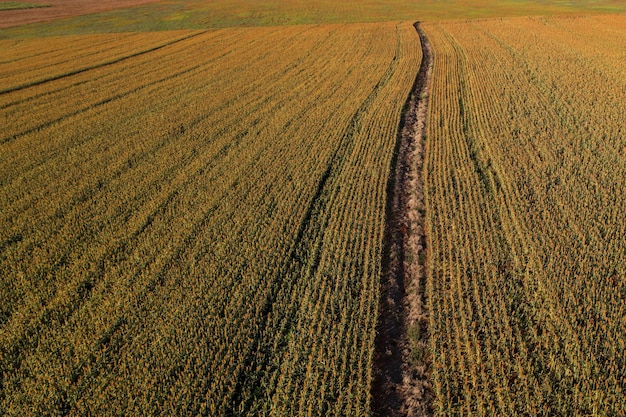 sorghum plantation seen from above at dusk drone view