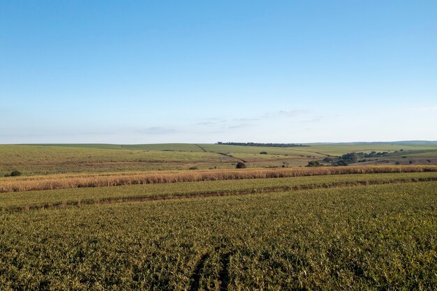 Sorghum plantation on a sunny day in Brazil - Drone view.