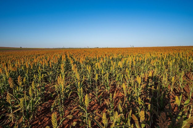 Sorghum plantation in sunny day