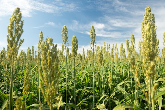 Sorghum planten op een zonnige ochtend