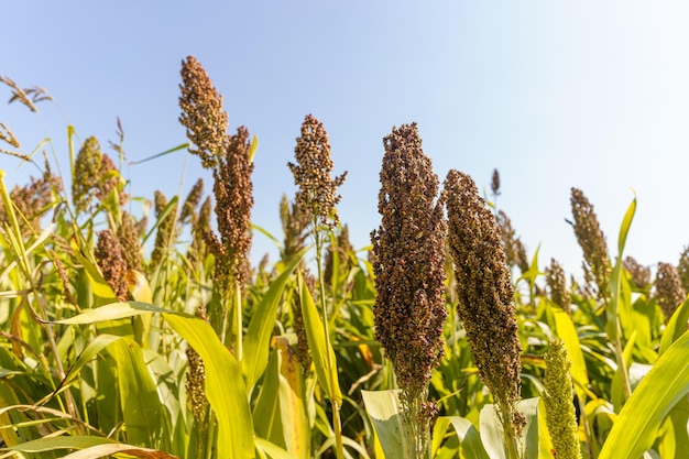 Foto il riso di sorgo sta per maturare a settembre nel nord-est della cina