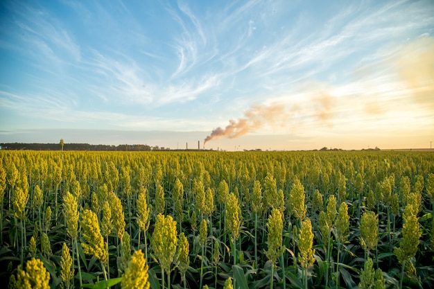 Sorghum sunset