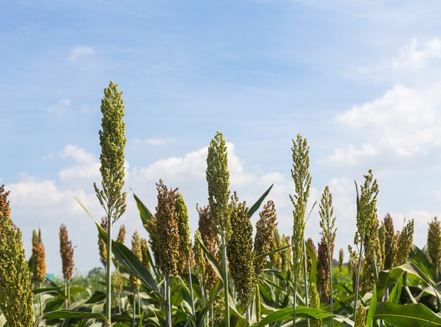 Sorghum veld