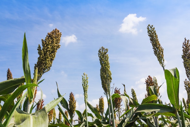 Sorghum-veld