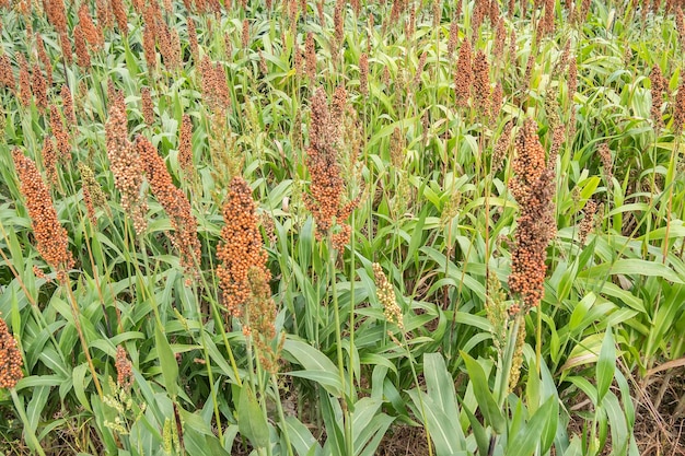 Sorghum veld