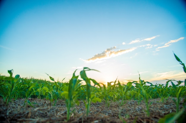 Sorghum zonsondergang