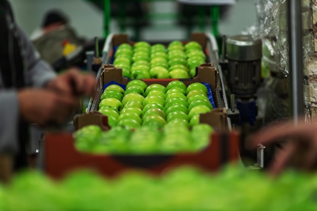 Photo sorting apples on the production line by production workers