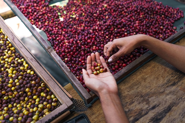 Sorting cherry coffee beans,Hands sorting coffee beans