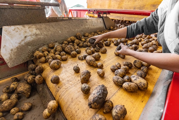 Sorting of earthy potatoes