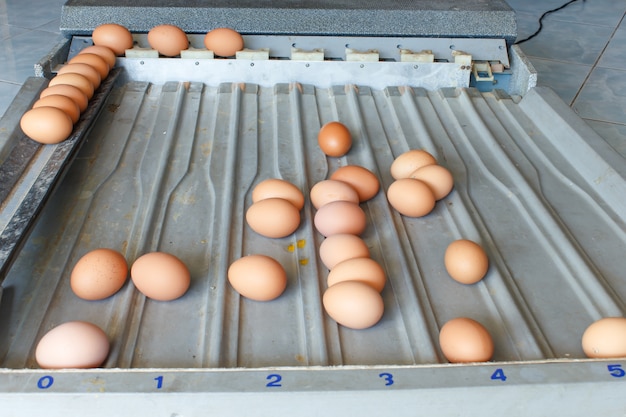 Sorting eggs