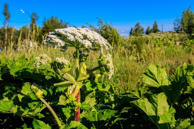 Sosnowsky's berenklauw Heracleum sosnowskyi is een gevaarlijke kruidachtige bloeiende plant Alle delen van de plant bevatten het intense giftige allergeen furanocoumarine