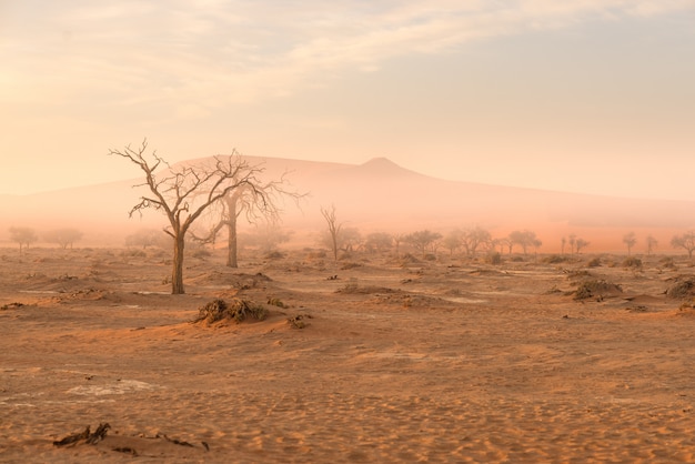 ソーサスフライ、ナミビア。朝の光、霧、霧の中のアカシアの木と砂丘。
