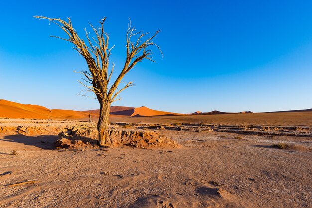 Фото sossusvlei намибия, живописная глиняная соляная квартира с плетеными акациями и величественными песчаными дюнами.