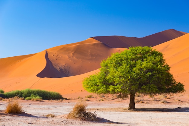 Sossusvlei Namibia, 꼰 아카시아 나무와 웅장한 모래 언덕이있는 아름다운 점토 소금 평지.