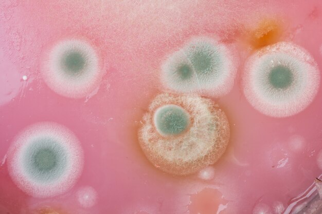 Sour and moldy food, top view close up