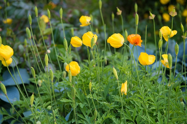 The source of the narcotic drug opium. Yellow poppy bloom. Poppy flowers in flowerbed. Poppy buds with yellow petals on natural green background. Poppy plants flowering on summer day.