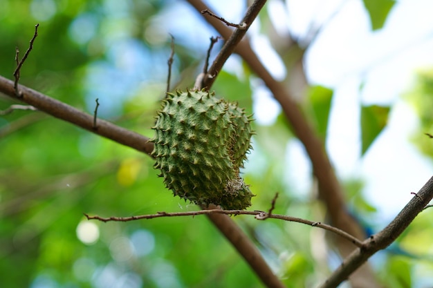 A soursop fruit on a tree branch