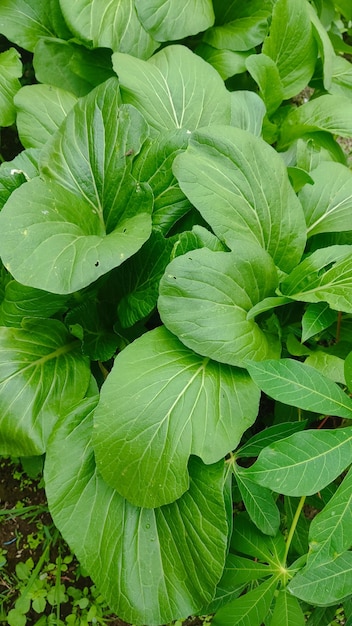 Sousin is nog niet geoogst in de tuin.