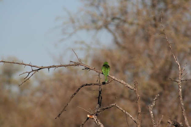 South African birds at Kruger park