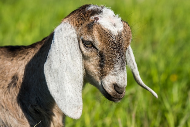 south african boer goat doeling portrait on nature