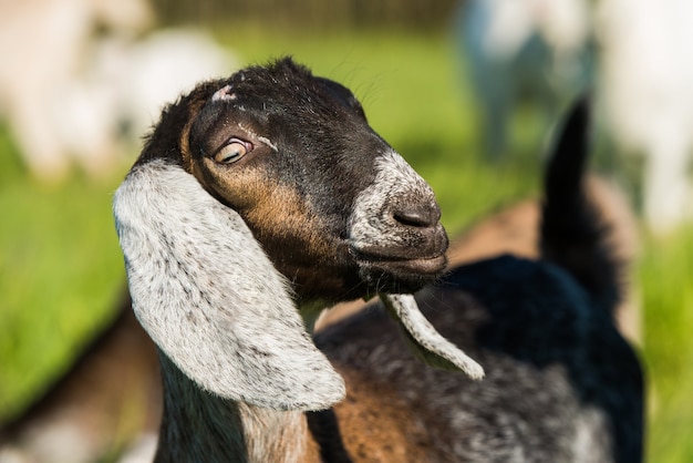 南アフリカのボーアヤギのdoeling