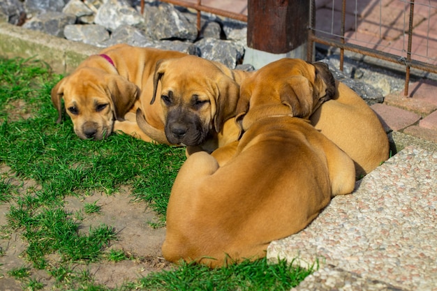 남아프리카 Boerboel 강아지-정원 밖 게임.