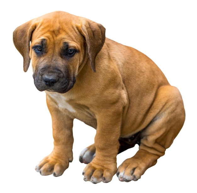 남아프리카 공화국 Boerboel 강아지 정원에서 외부 게임