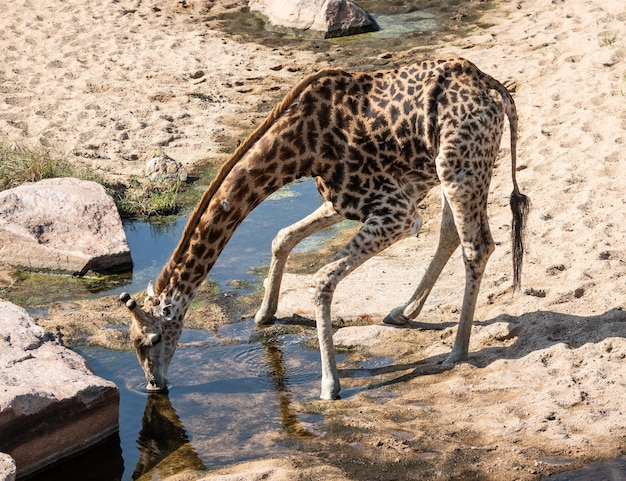 南アフリカのキリン Giraffa giraffa