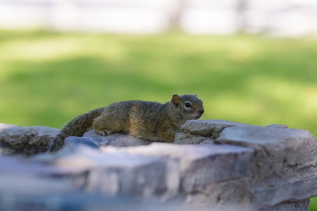 South African ground squirrel Xerus inauris resting on the stone