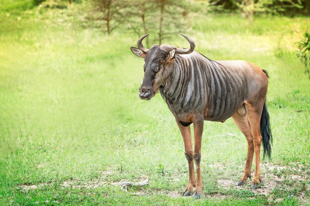 South african horned wildebeest antelope gnu standing on green grass meadow of savanna game reserve