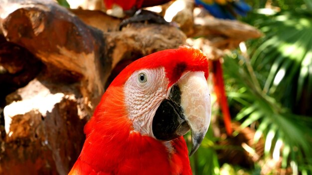 南アフリカの新熱帯コンゴウインコ