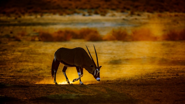 写真 南アフリカのオリックスが夕暮れの砂の中を歩いているカラガディ・トランスフロンティア・パーク (kgalagadi transfrontier park) 南アフリカの種オリックス・ガゼラ (oryx gazella)