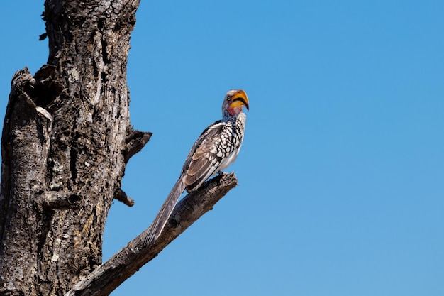 Photo south african yellow-beaked hornbill on barren tree kruger park