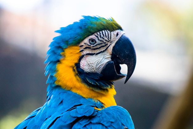 South america blue and yellow macaw