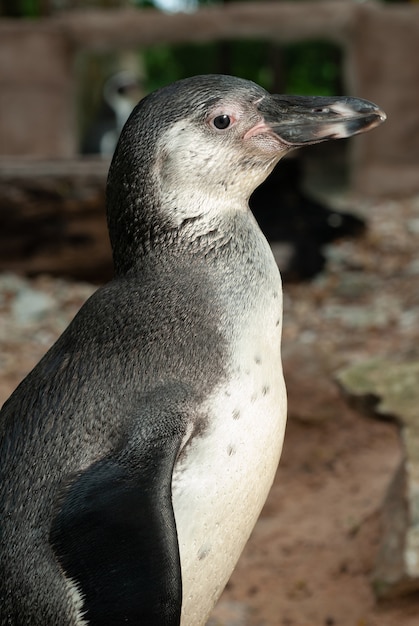 Южноамериканский humboldt penguin's
