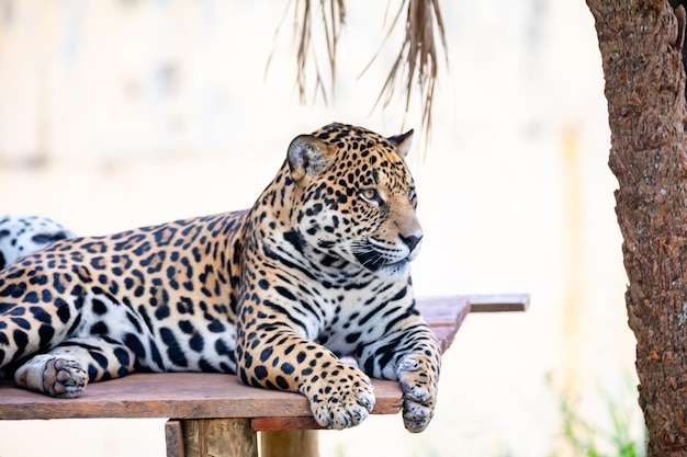 南米のジャガー パンテーラ オンカ 熱帯ネコ科の動物