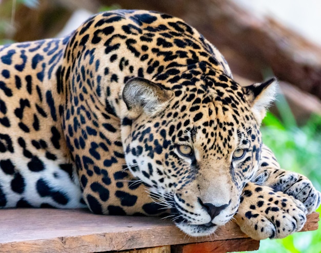 South American jaguar Panthera onca Tropical feline