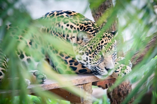 South American jaguar Panthera onca Tropical feline