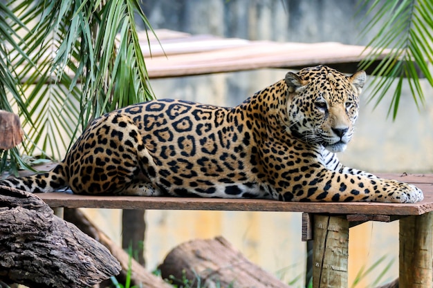 Южноамериканский ягуар Panthera onca Tropical feline