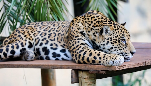 Южноамериканский ягуар Panthera onca Tropical feline