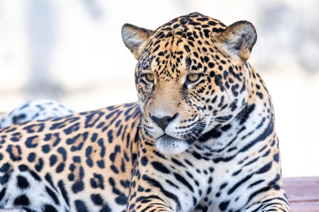 Южноамериканский ягуар Panthera onca Tropical feline