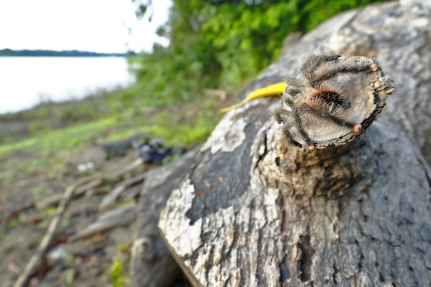 Южноамериканский розовый палец на ноге (avicularia avicularia); копия сделана на свободе рядом с местом обитания